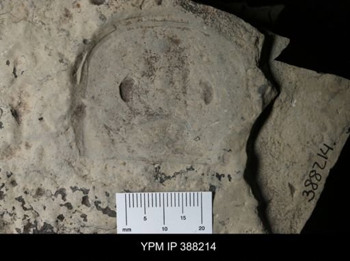 Eurypterus sp.