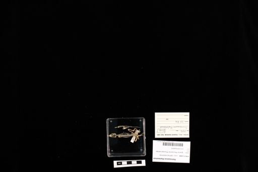 Petrosaurus thalassinus