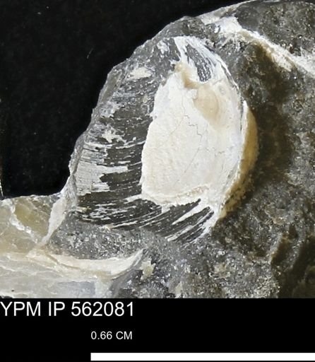 Limopsis sp.