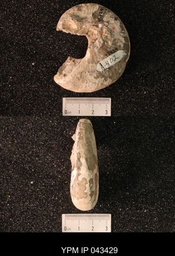 Hoploscaphites nicolletii