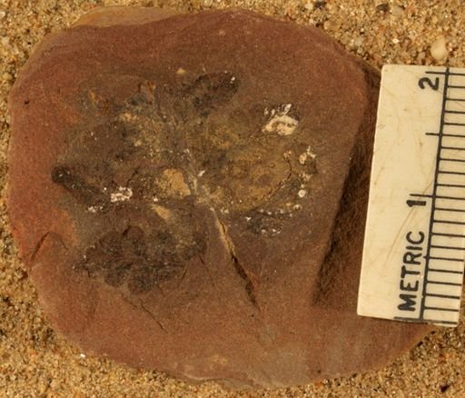 Pecopteris sp.
