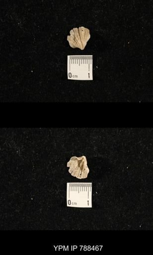 undet. Brachiopoda