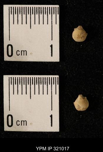 Dielasma elongatum