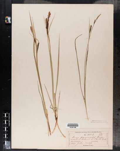 Carex