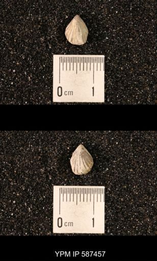 Camarotoechia whitei