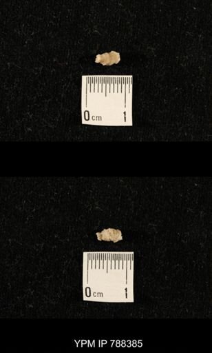 taxon undetermined