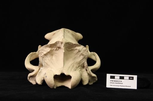 Ursus maritimus