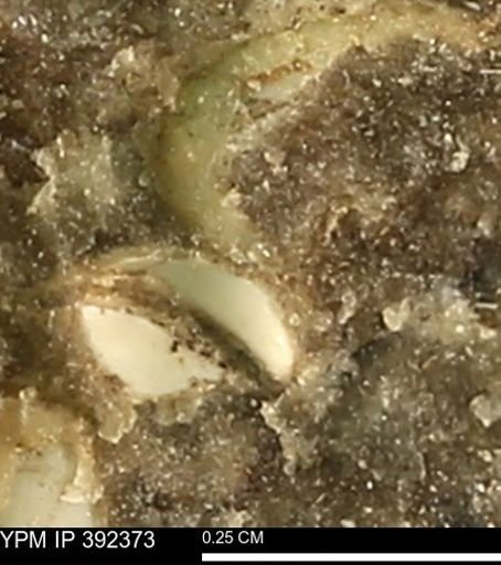 Protocardia subquadrata