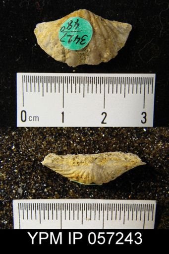 Spirifer cyclopterus