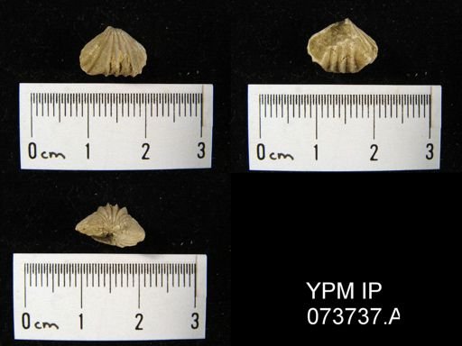 Camarotoechia perryvillensis