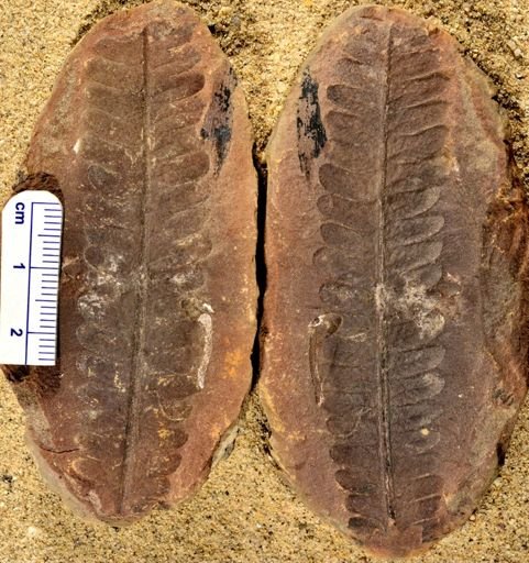 Pecopteris sp.