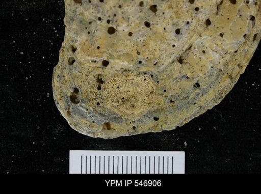 Balanus sp.