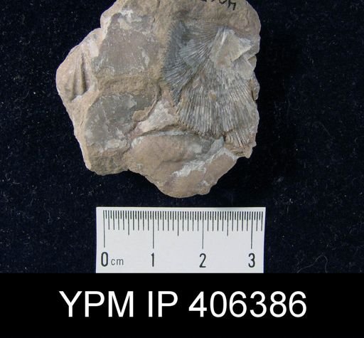 undet. Strophomenida