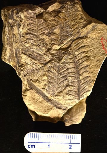 Aspidium montanense