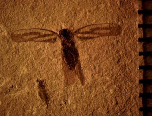 undet. Cicadellinae