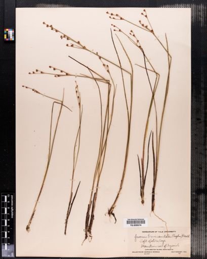 Juncus brevicaudatus