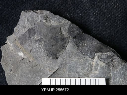 Eurypterida