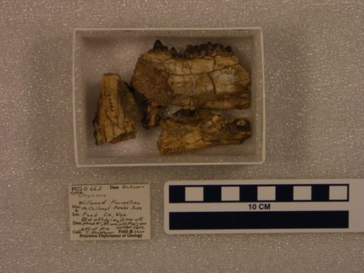 Oxyaena sp.
