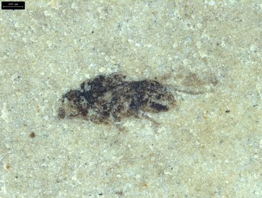 Diptera?