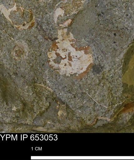 Mollusca