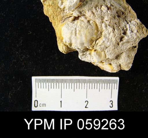 Plethorhyncha cf. speciosa