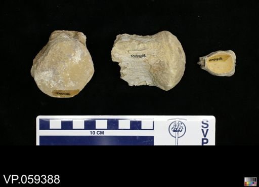 undet. Mosasauridae