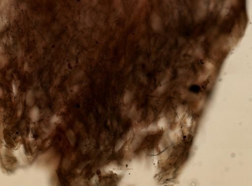 Tedania ignis