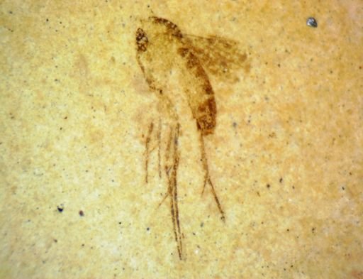 undet. Diptera