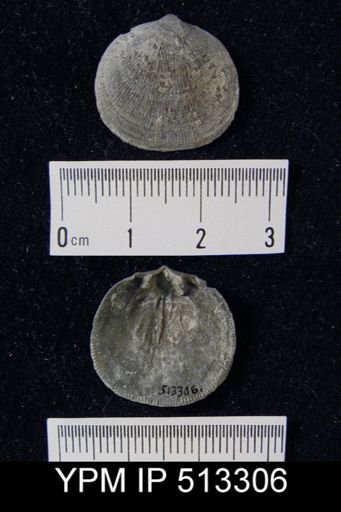 Rhipidomella vanuxemi