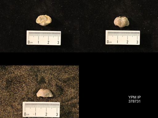 Marginifera wabashensis