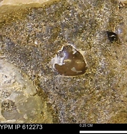 undet. Bivalvia