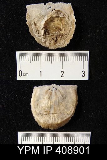 Oepikina sp.