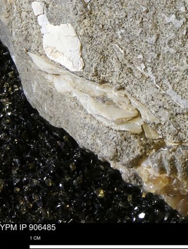 undet. Mollusca