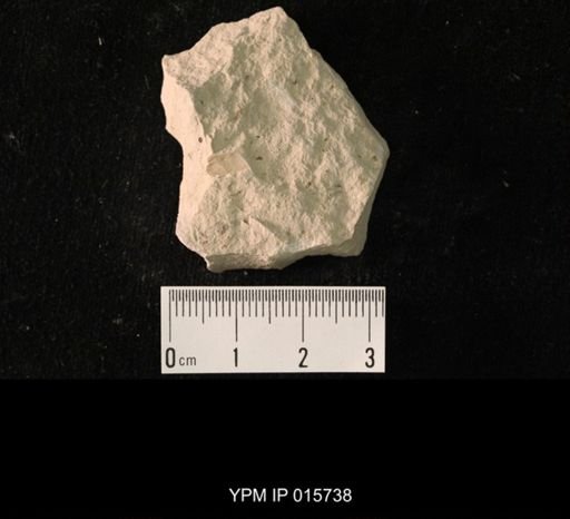 Pycnoblattina compacta