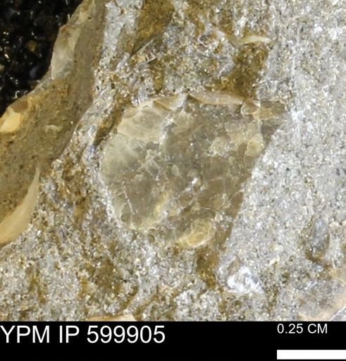 undet. Bivalvia