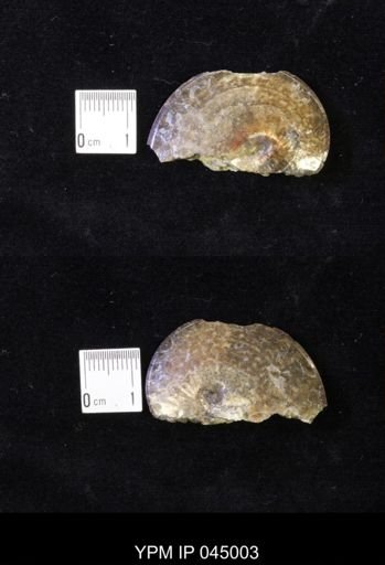 Sphenodiscus lenticularis
