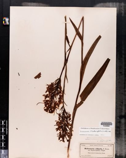 Habenaria