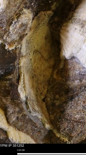 undet. Bivalvia
