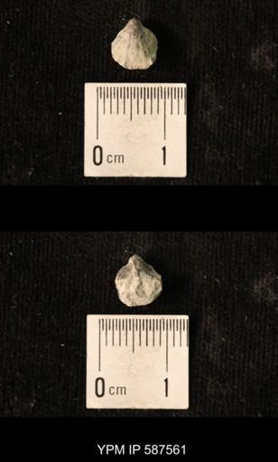 Camarotoechia whitei