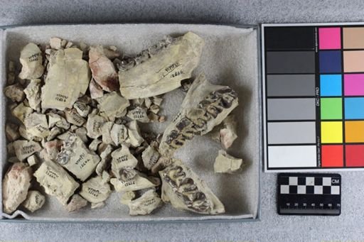 Hyracodon nebrascensis