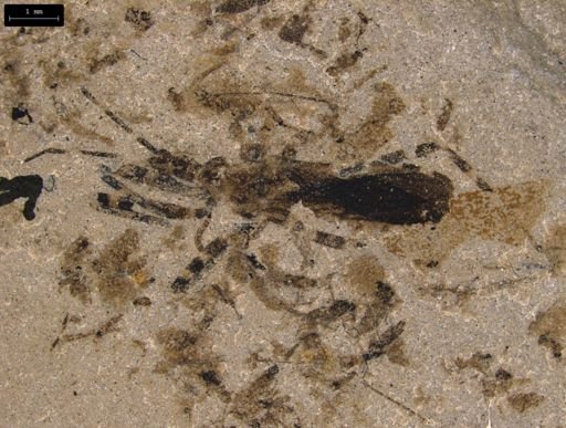 undet. Hexapoda