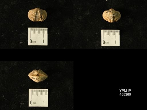 Platystrophia juvenes