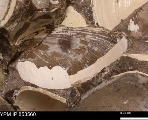 Limopsis striatopunctatus