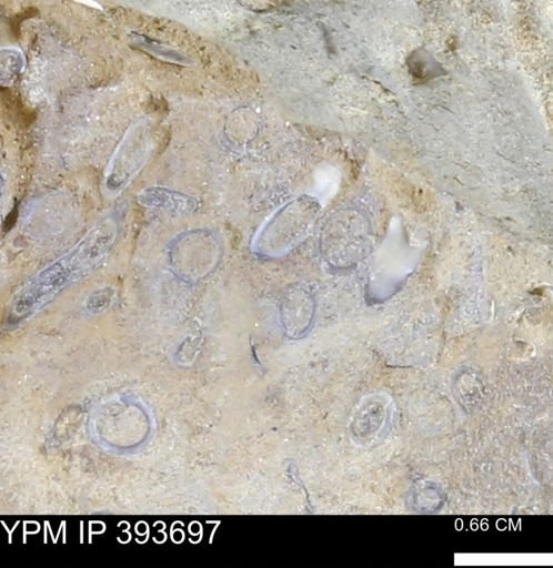 undet. Serpulidae