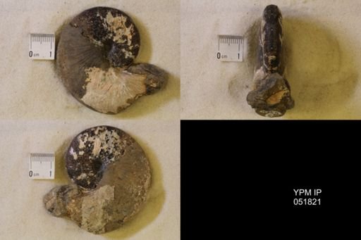 Hoploscaphites nicolletii
