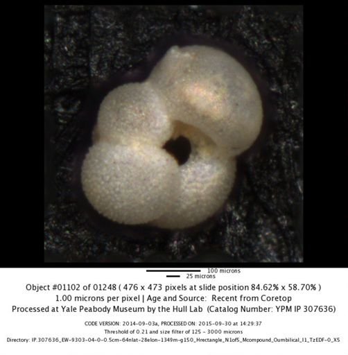 undet. Foraminiferida