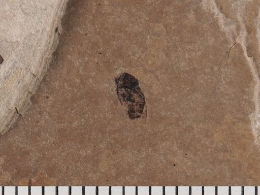 Diptera