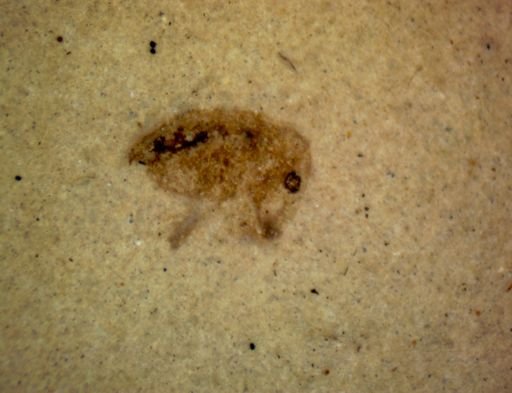 undet. Coleoptera