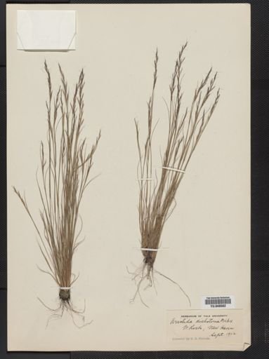 Aristida dichotoma