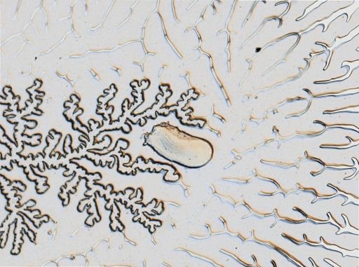 Onchidoris muricata